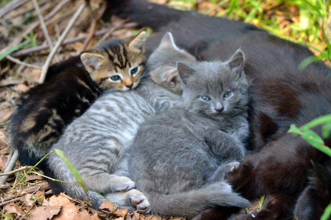 Beluga Kitten | Pumpkin Honey