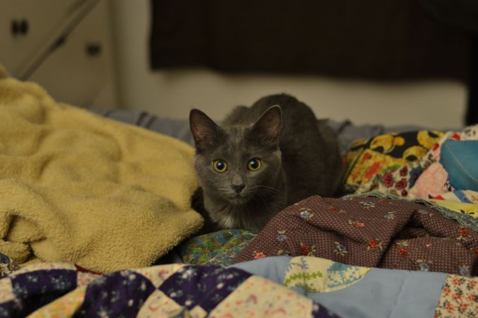 Beluga Kitten | Pumpkin Honey