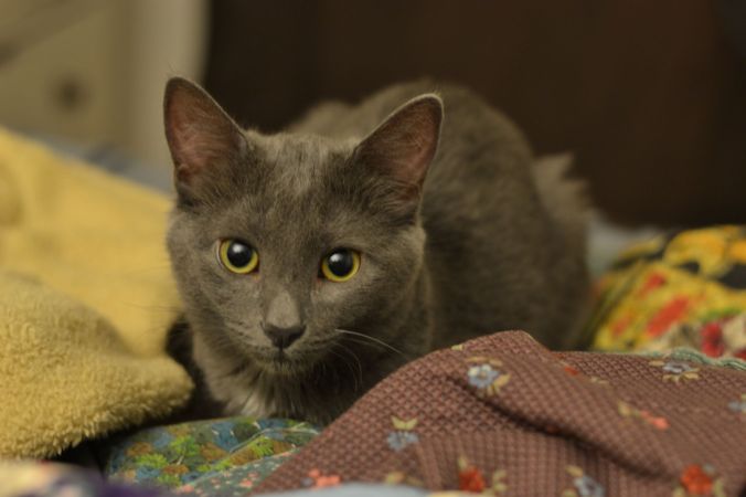 Beluga Kitten | Pumpkin Honey