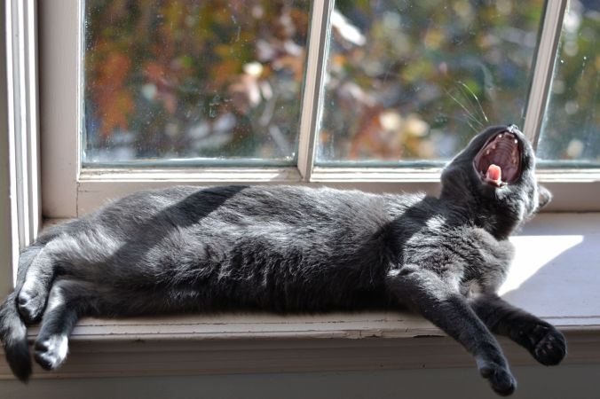 Beluga Kitten | Pumpkin Honey